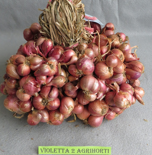 Violetta 2 Agrihorti